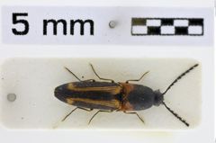 Foto (Dorsalansicht) von Priopus angustus (Fleutiaux, 1934)